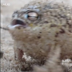 1.1M views · 10K reactions | This desert rain frog sounds just like Owen Wilson  Tap  | UNILAD | Facebook
