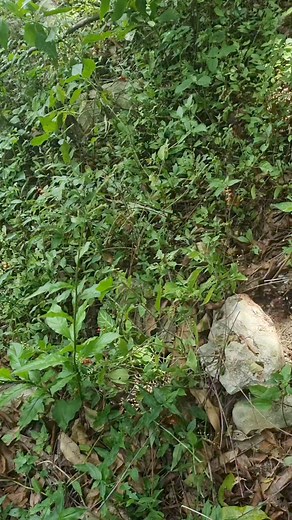 The strenght of Dog Blood demonstrated thru its root | Dog Blood Tea 🍵 for Wombmen Wellness | Part 3 The Pink in the P🙀ssy Herb For Wombmen Wellness | Help For the v😻gina. Seven (7) out of many health Benefits of Dog Blood Tea 🍵 ✅️Irregular menstruation ✅️balance hormones ✅️Period pain ✅️Fertility ✅️Cyst ✅️Fibroids ✅️Heavy menstruation ✅️Wombmen Wellness It Jamaica 🇯🇲 call or WhatsApp us for you order through knutsford express at ( 1876 5698269) If you are overseas click the link below 👇 