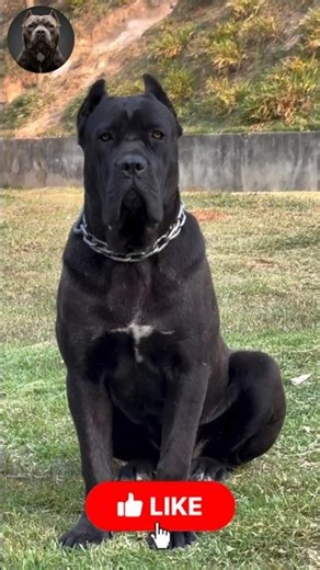 Powerful Dog Transformations 🐾🔥 | Puppy to Big Guardian #Shorts #MegaMutts