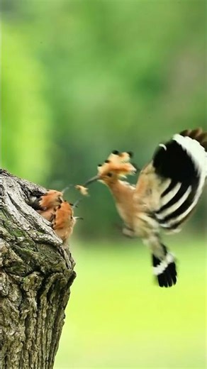 Baby Hoopoes Eating in Their Hollow Nest #birdnest #feeding #wildlife