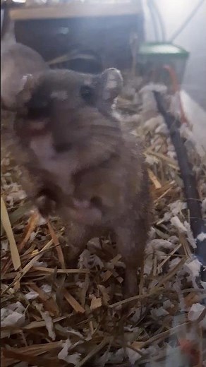 A funny gerbil collets paper for its home 🏠