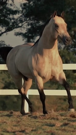 Kuda (dalam bahasa Inggris: horse) adalah hewan mamalia berkuku genap yang termasuk dalam keluarga Equidae. Kuda telah menjadi sahabat manusia selama ribuan tahun, digunakan untuk transportasi, pekerjaan, olahraga, dan bahkan seni. Berikut adalah informasi singkat tentang kuda: Klasifikasi Ilmiah: Kingdom: Animalia Filum: Chordata Kelas: Mammalia Ordo: Perissodactyla Famili: Equidae Genus: Equus Spesies: Equus ferus caballus Sejarah dan Domestikasi: Kuda pertama kali didomestikasi sekitar 4.000-