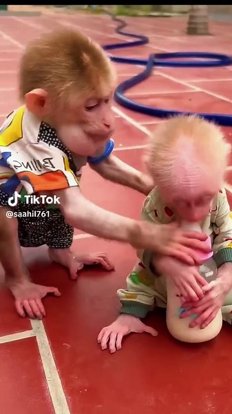 Understanding the Unique Life of Pet Monkeys