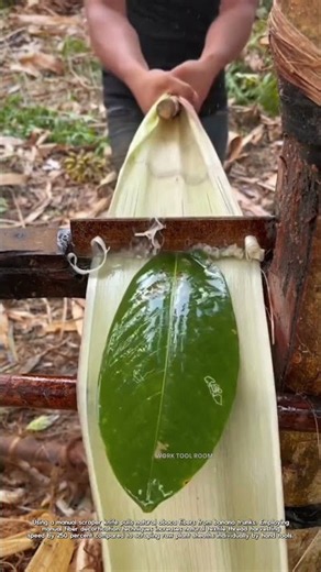 Manual Abaca Fiber Extraction: Scraping Machine Strips Banana Pseudostem Bark