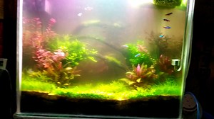 Suddenly my tank water looks cloudy. What can i do for back? Already charged 90% water, but after 1 days it's make again cloudy. Please help.