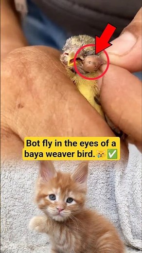 Bot fly in the eyes of a baya weaver bird #BayaWeaver #Botfly #BirdRescue #WildlifeRescue #Nature