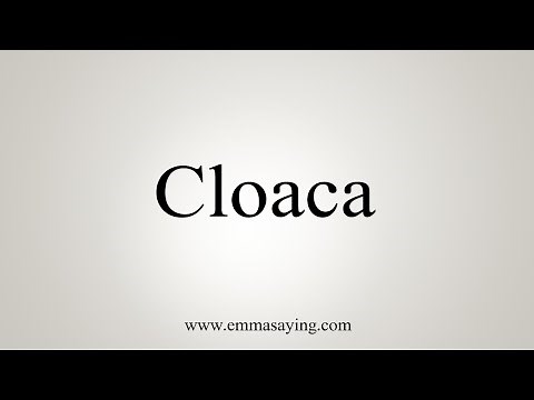 How To Say Cloaca