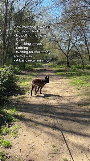 Responsible Dog Training with Flexi Leads