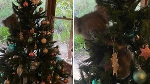 Adelaide family finds koala in their Christmas tree