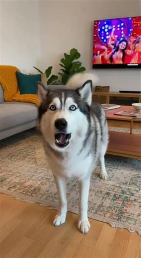 The Husky Sings His Favorite Song With The TV Dancers! 🎤🐺