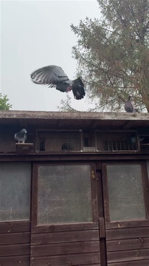 #pigeon #pigeonracing The thrill