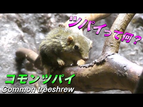 【知ってる？】不思議な可愛い動物 ツパイ（コモンツパイ）の生態／Common treeshrew