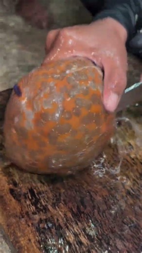 What’s Inside a Rare Colored Sand Dollar? 😱