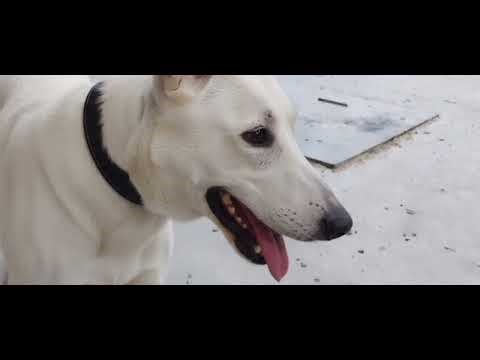 Psi Laju Zvuk - Pas Laje Zvuk - Lavež Psa - Lavež Pasa - Ker Laje - Kerovi Laju - Pas Cvili Zvuk