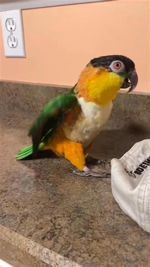 Funny caique parrot activity #usa🇺🇸 #caique #bir... #funnyvideos #parrot | Chalie Devis
