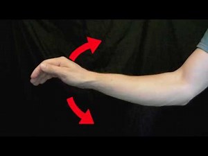 Arm Muscles: 27 Wrist Flexion and Extension
