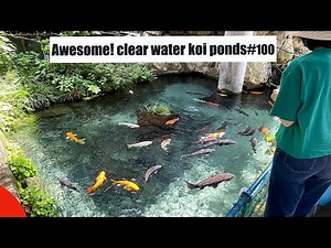 Awesome! Clear water koi pond.(Shinshiro, Aichi, Japan)