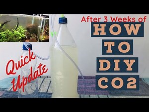 Update On Diy CO2 | How To Make DIY CO2 | Easiest CO2 Guide | 3 Weeks Update on Diy Co2