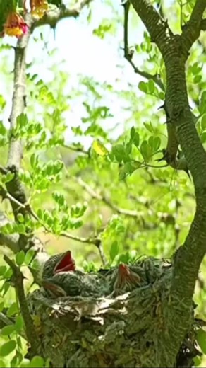 23K views · 930 reactions | Small minivet bird feeding bugs to babies | Lovely Bird Family | Facebook