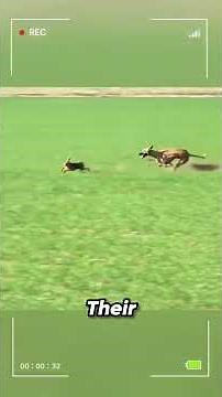 The hare and the spectacular escape. #wildanimals #animals #fyp