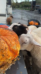 Pumpkin carving with Shaun the sheep and friends #shaunthesheep #pumpkincarving #pumpkins #Halloween2023 | Caenhill Countryside Centre