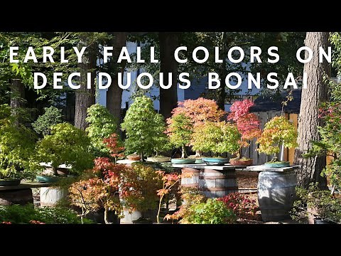 Early Fall Colors on Deciduous Bonsai