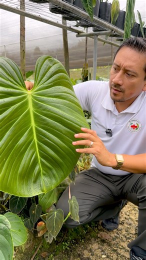 ecuagenera_araceae on Instagram: "Philodendron nangaritense is on another level! 🌿 It doesn’t just catch your eye with its striking, deeply veined leaves—its real secret is in the petiole. That soft, pubescent texture with a reddish tone makes it truly special. Its leaves can grow massive, and even though it grows on the forest floor in nature, it adapts perfectly to a pot when grown in a premium substrate made of perlite, moss and coco fiber 🪴💚 • • • • #Philodendron #Philodendronnangaritense