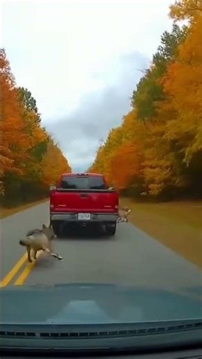 Incredible Footage Wolf Pack Running Alongside Truck on Autumn Road 🐺🍂