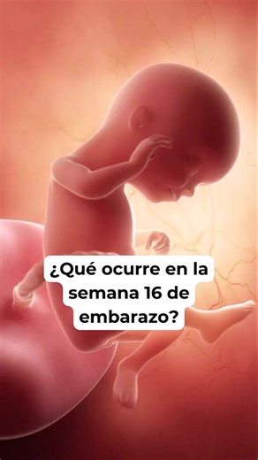🤔 ¿Qué ocurre en la semana 16 de embarazo? 🤰 Síntomas y desarrollo del bebé #embarazosemanaasemana #embarazo #embarazosaludable #embarazofeliz | Blog del bebé