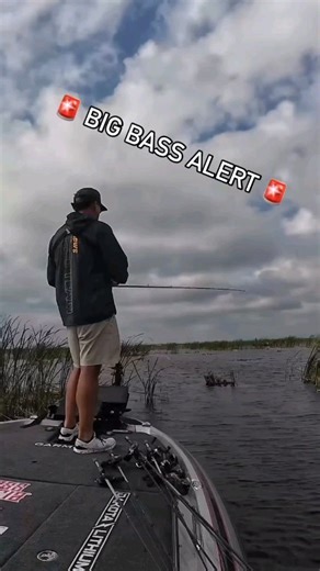 10 pounder while prefishing 💪 @scottmartinchallenge runs into a big one, throwing a frog on the P-line braid while, prefishing on Lake Okeechobee, Florida. #plinefishing #bassfishing #topwater #tournamentfishing #catchandrelease #fishing #largemouthbass | P-Line