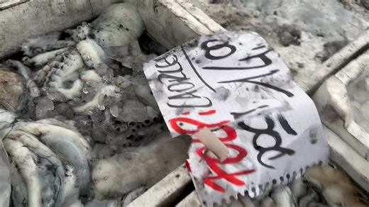 Il prezzo buono si, ma sempre la qualità!! I folpi sono “tutti di Carle!???” I nostri SI!🔝🔝 Per ogni info, dubbio o altro messaggia senza nessun disturbo o impegno al 3384535311 (solo al pomeriggio, al mattino quando sono al lavoro, il telefono è spento) #pessedalbarba #daprovare😋 #offerte #folpi #qualita #qualitadellavita | Pesse dal Barba dí Favero Thomas