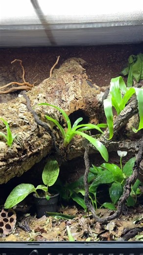 Another bioactive Exo Terra is set up! Now it needs some time to cycle and grow in.🍃 #bioactive #bioactiveterrarium #exoterra #vivarium #terrarium #neoregelia #tropic #exotic #exoticanimals #jungle #isopod #isopods #reptilebreeder #reptilekeeper