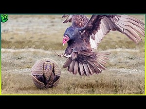 14 Fights Involving Anteaters, Pangolins, Aardvarks, and Armadillos