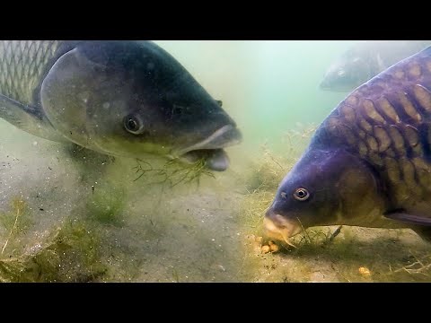 Best carp underwater feeding session