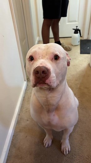 Good Boy Pitbull Moments: Cuteness Overload in Short Clips