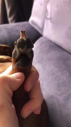 #pourtoi #tootiedog #dogsofttiktok