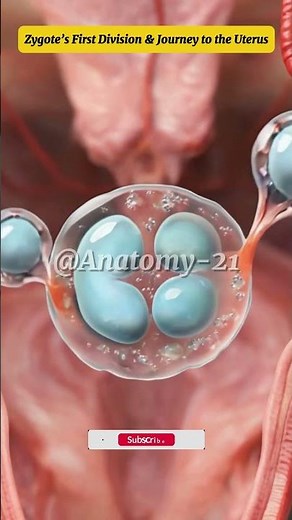 Zygote’s First Division & Journey to the Uterus #Zygote #CellDivision #Fertilization #HumanAnatomy