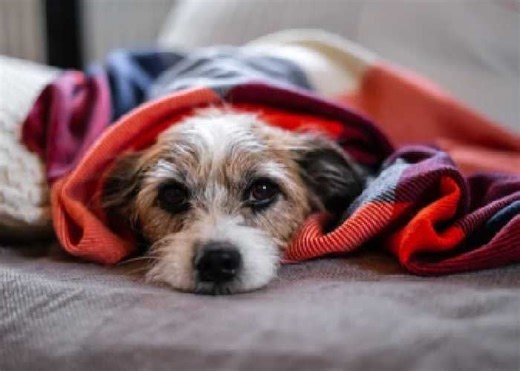 Cerebellar Hypoplasia in Dogs and How to Manage It