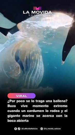 Un buzo vivió un momento que puso los nervios de punta a miles de usuarios en redes sociales, luego de que un video mostrara cómo estuvo a un segundo de ser engullido accidentalmente por una ballena. Según las imágenes, el hombre se encontraba buceando con normalidad cuando un cardumen de peces se desplazó rápidamente hacia su ubicación. Lo que no esperaba era que, detrás de ellos, venía una enorme ballena alimentándose a toda velocidad. El cardumen rodeó al buzo y, de inmediato, el gigantesco m