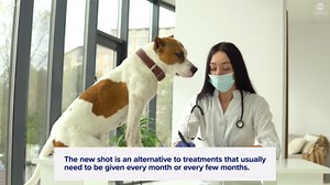 FDA approves 12-month flea treatment for dogs, marking veterinary breakthrough
