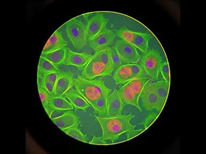 Exploring Specialized Cells: Year 8 Biology Made Easy!