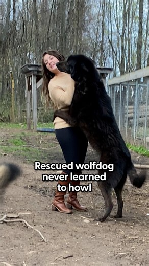 363K views · 11K reactions | The moment he finally howled, she knew she'd won his trust for good  Kim told us how she was nervous to rescue six more wolfdogs after Dakota, but with Dakota's help, they became the pack leaders together! Learn more about Arctic Fox Daily Wildlife Rescue, Inc. on Instagram: https://thedo.do/arcticfoxdaily | The Dodo | Facebook