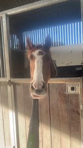 New boy George, 4yo by OBOS Quality. He was intrigued by the leaf blower! Curiosity meets confidence ❤️ | Jack-Thomas Watson Horses
