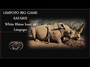 Giant White Rhino Hunt in South Africa | Action-Packed Adventure in Limpopo 🦏⚡