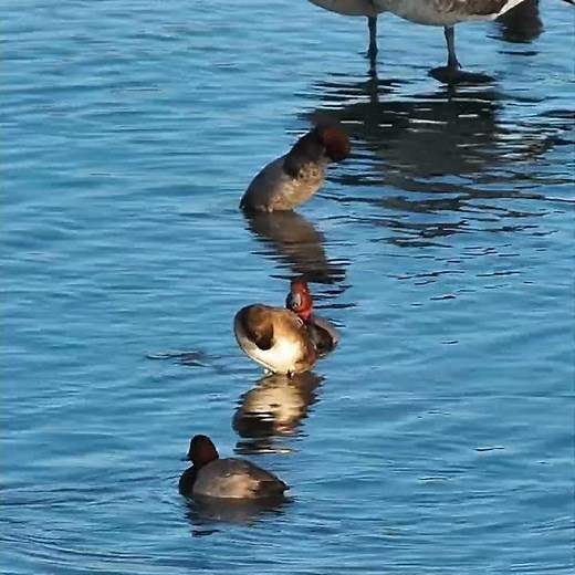 Redhead Duck Calling Its Mate Display Call - Bird Call and Sounds