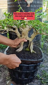 Belum genab 2 bulan akar Uda full 🫣 #sancang #premna #bonsaitree | Karimun Java