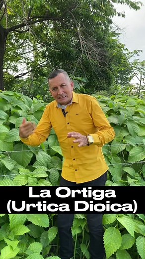 Propiedades y usos medicinales de la Ortiga