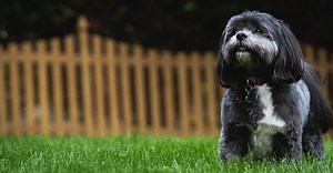 Scoop Force | The Best Pet Waste Removal in Indiana - Scoop Force