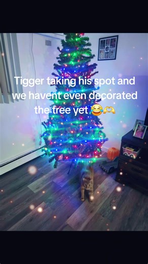 Tigger loves his Christmas trees🫶 Does your cats love your Christmas trees? and is it to early?😂🫶#fyp #catsoftiktok #orangecatsoftiktok #spoiledcats