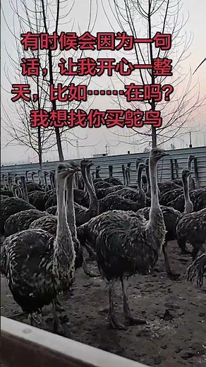Discover the Secret to Successful Ostrich Farming